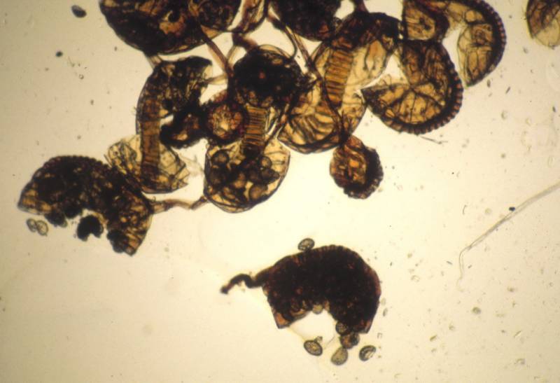 Polypodium vulgare4